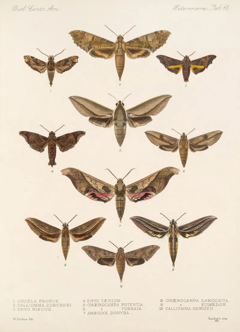 Insecta Lepidoptera Heterocera Pl 066