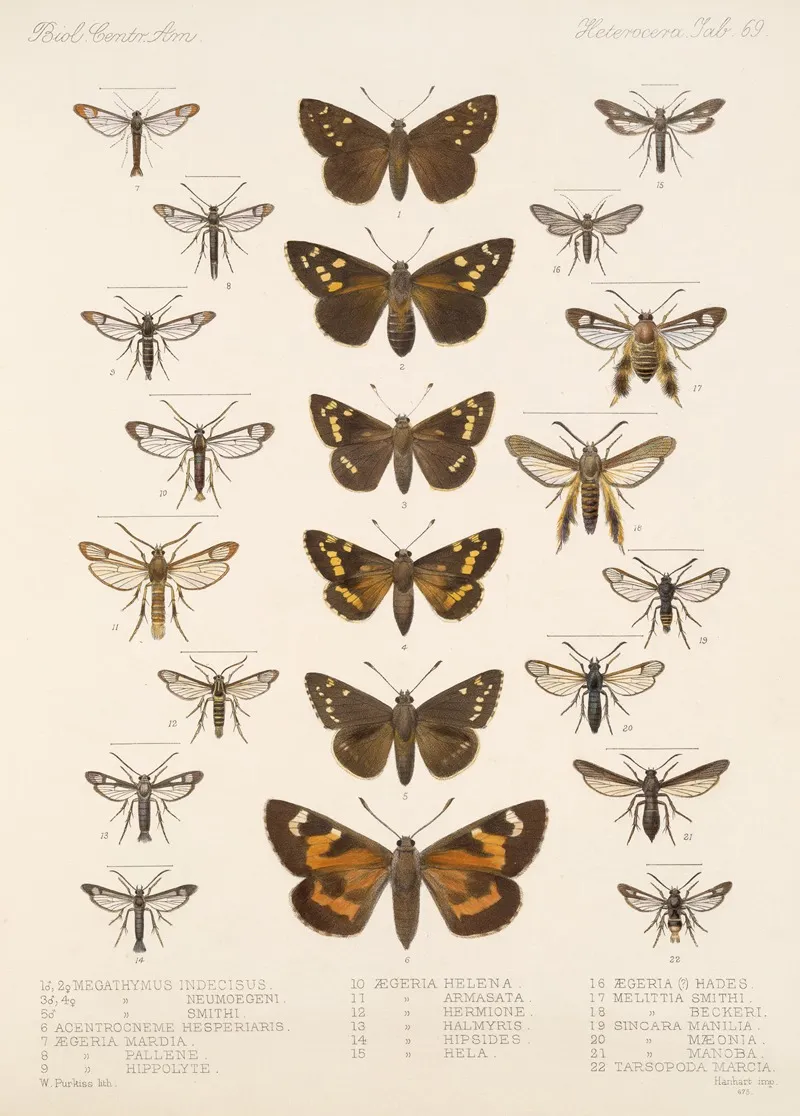 Insecta Lepidoptera Heterocera Pl 069