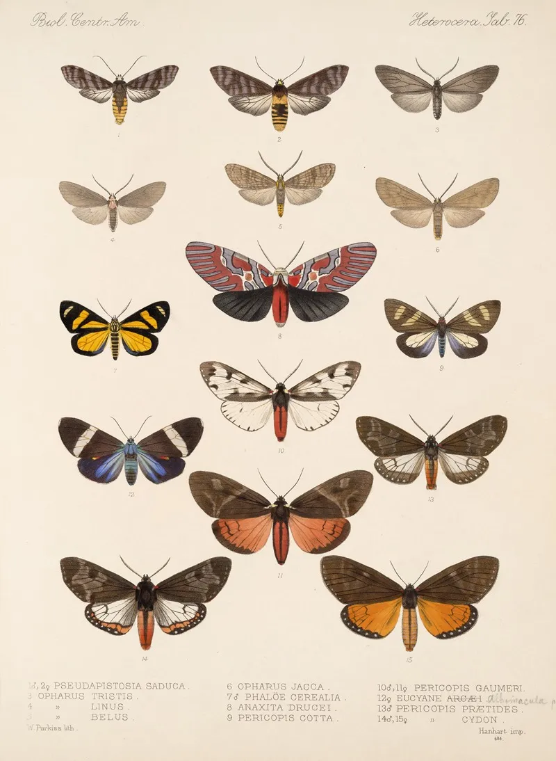 Insecta Lepidoptera Heterocera Pl 076