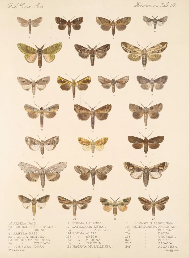Insecta Lepidoptera Heterocera Pl 090