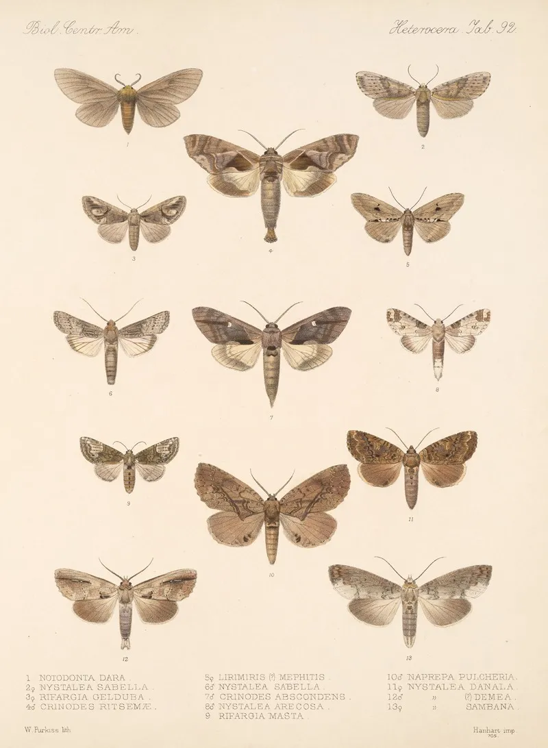 Insecta Lepidoptera Heterocera Pl 092