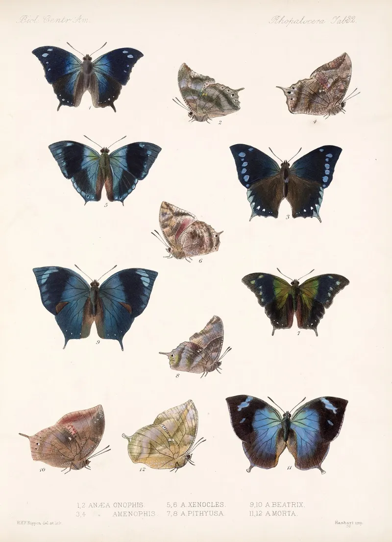 Insecta Lepidoptera Rhopalocera Pl 033