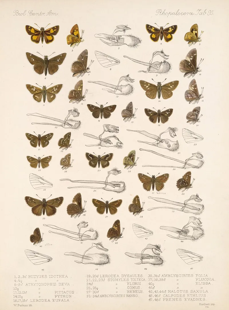 Insecta Lepidoptera Rhopalocera Pl 096
