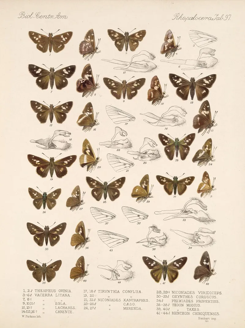 Insecta Lepidoptera Rhopalocera Pl 098