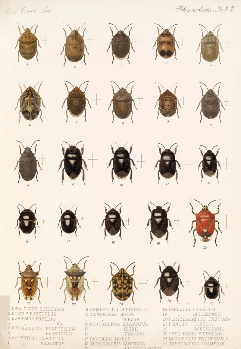 Insecta Rhynchota Hemiptera Heteroptera Pl 02
