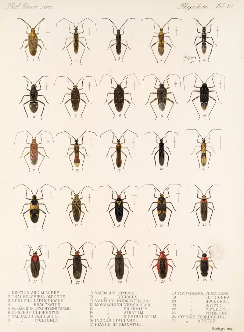 Insecta Rhynchota Hemiptera Heteroptera Pl 24