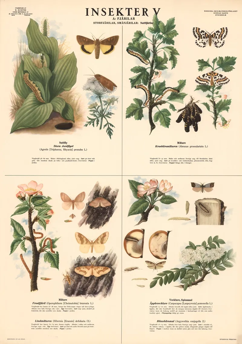 Insekter V by Max Richter - Canvas Print