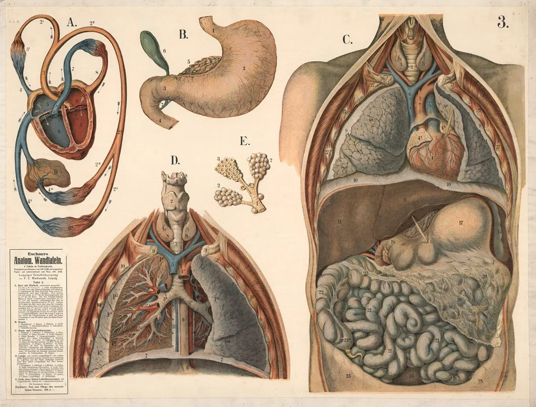 Internal Organs 3 by Max Eschner - Canvas Print