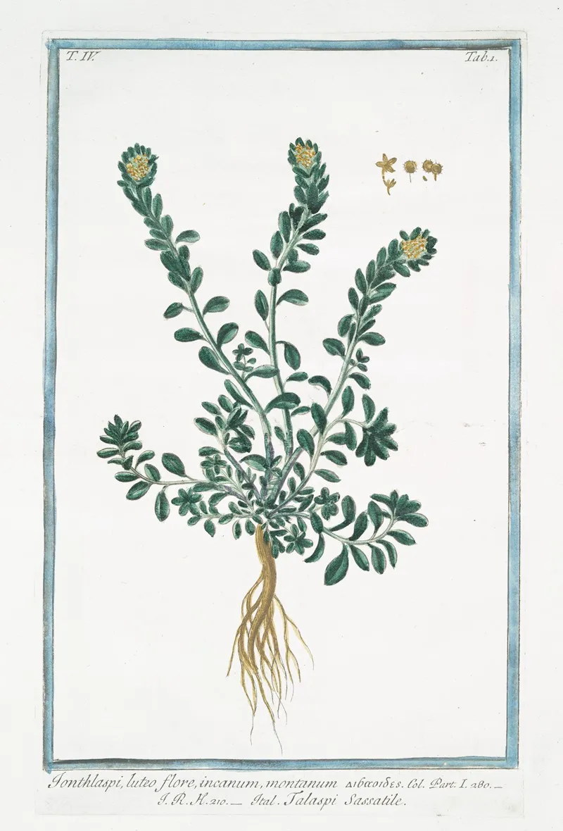 Ionthlaspi Luteo Flore Incanum Montanum Talaspi Sassatile Alpine Pennycress