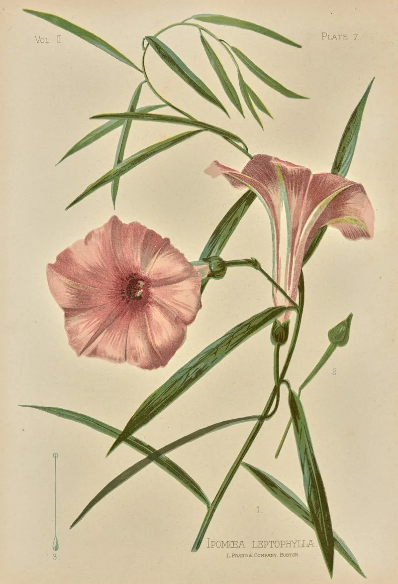 Ipomoea Leptophylla