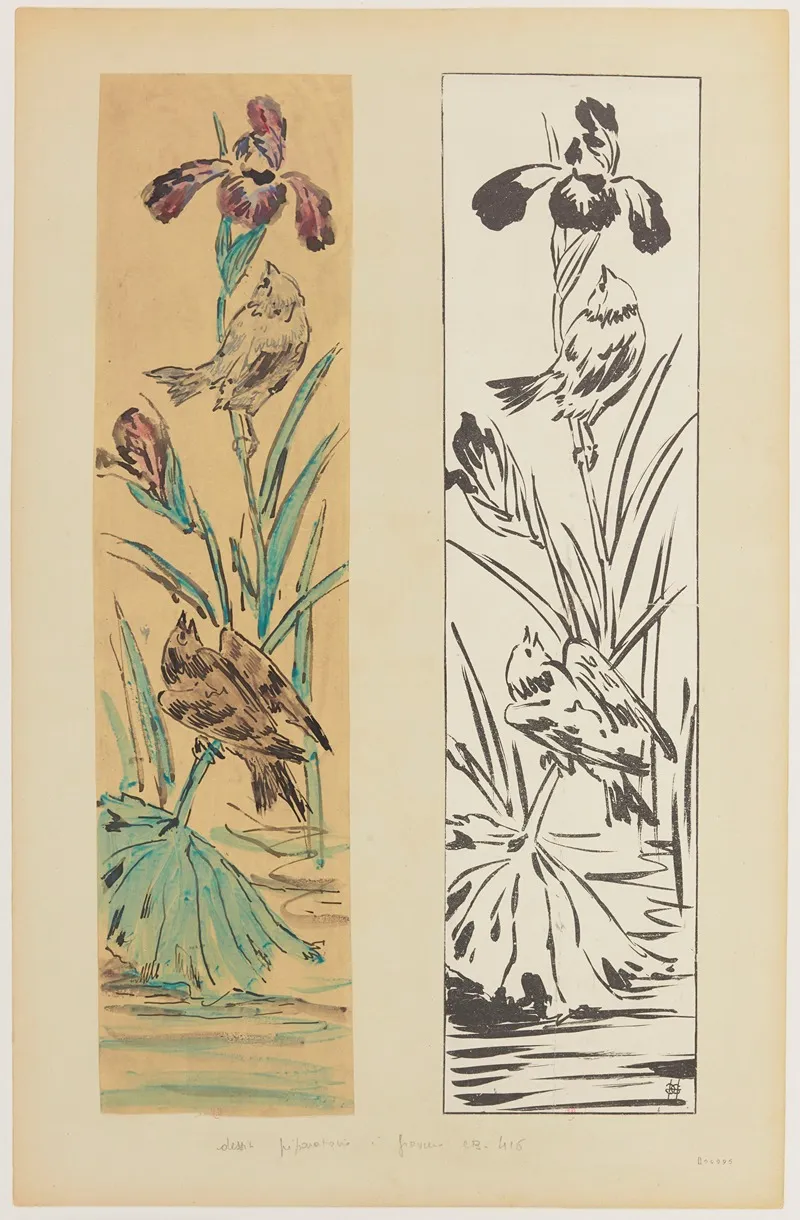 Iris Deau Aux Oiseaux