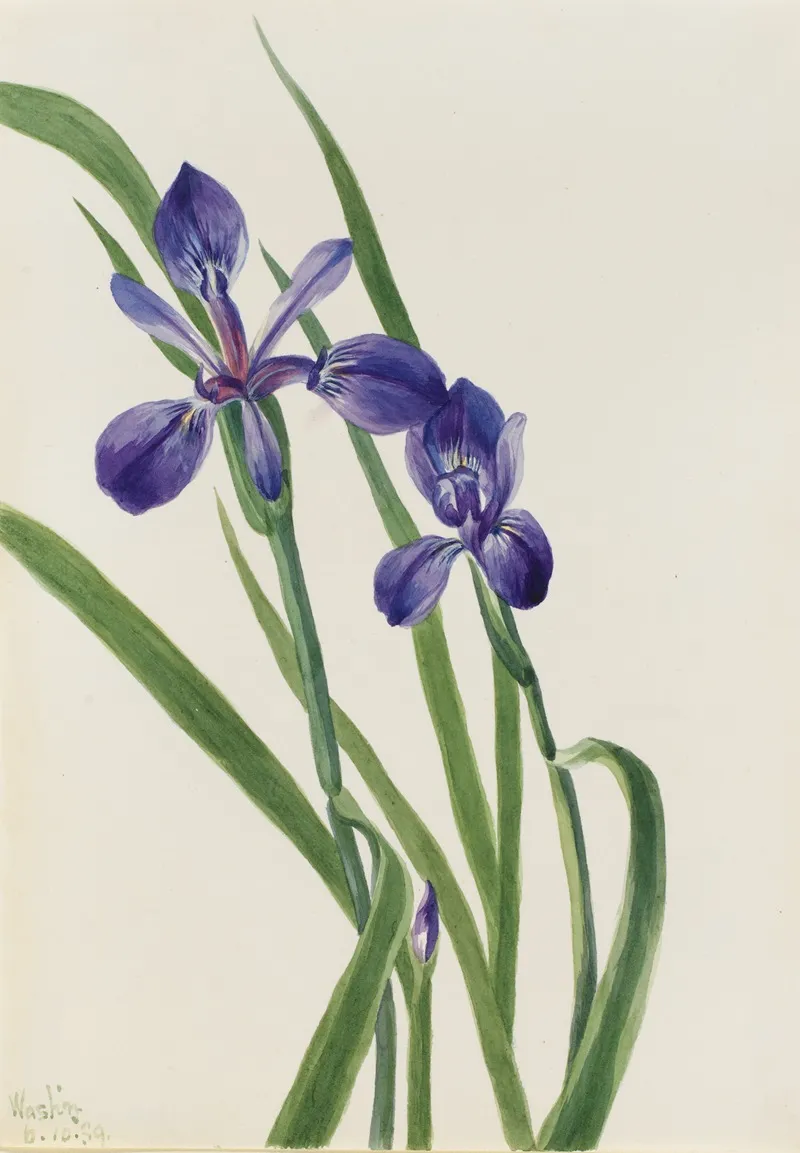 Iris Iris Species