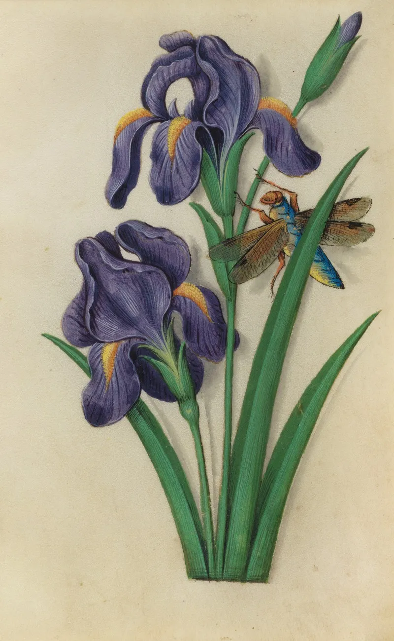 Iris Iris Versicolor With A Dragonfly