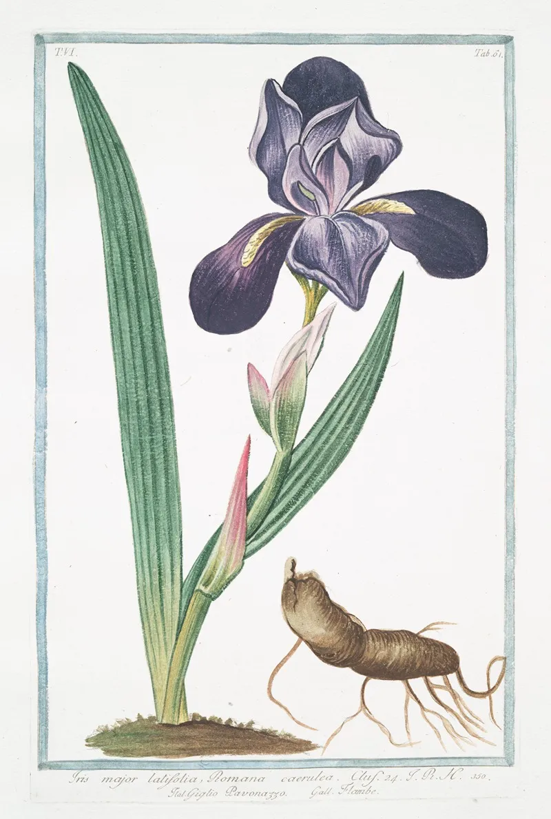 Iris Major Latifolia Romana Caerulea Giglio Pavonazzo Flambe Tall Bearded Iris