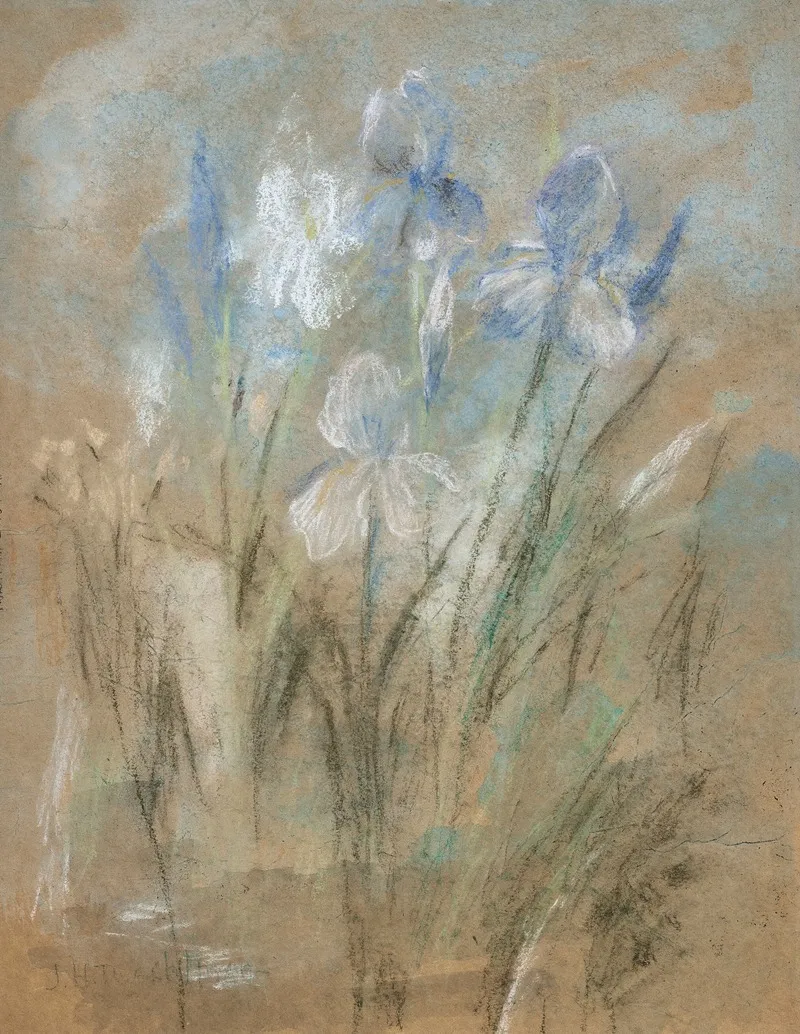 Irises 8