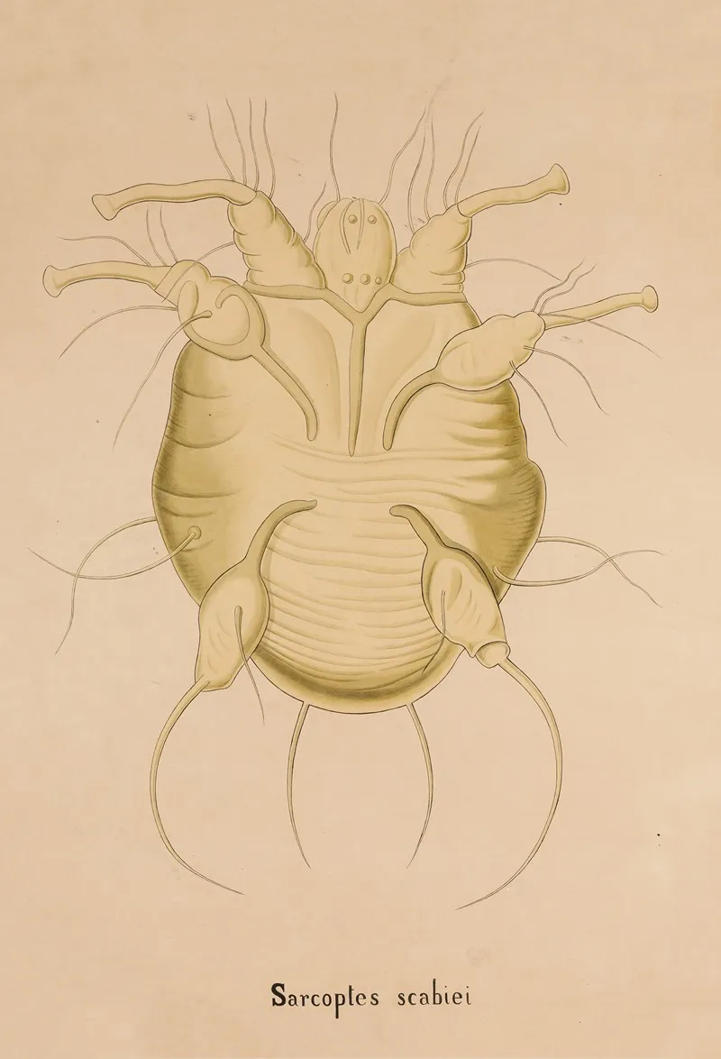 Itch Mite Sarcoptes Scabiei