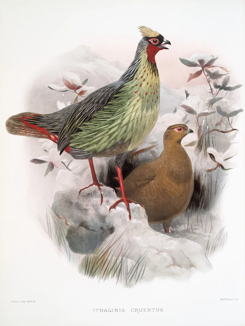 Ithalginis Cruentus 2 by Joseph Smit - Canvas Print