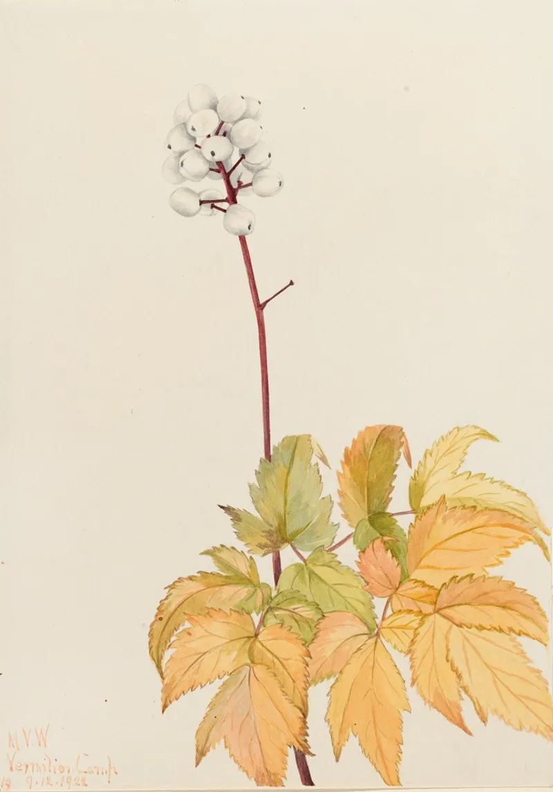 Ivory Baneberry Actaea Arguta 2