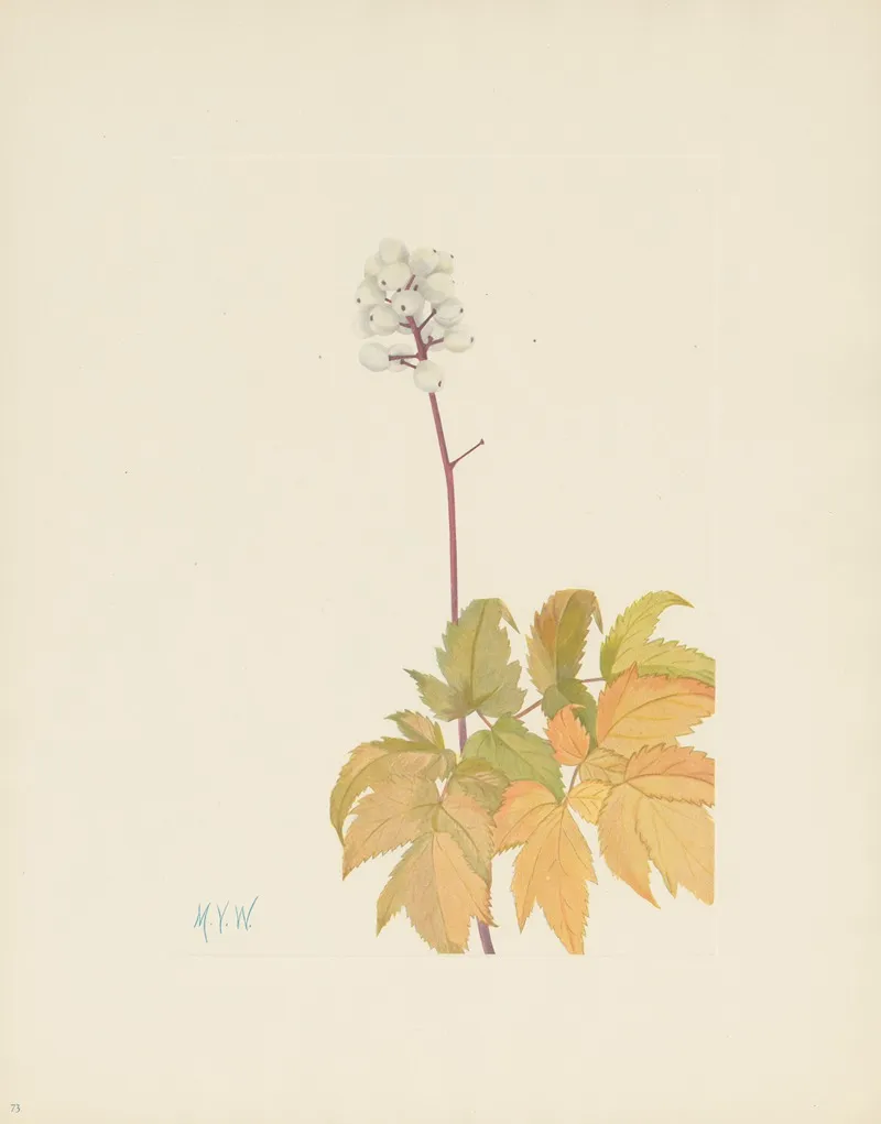 Ivory Baneberry Actaea Arguta 3