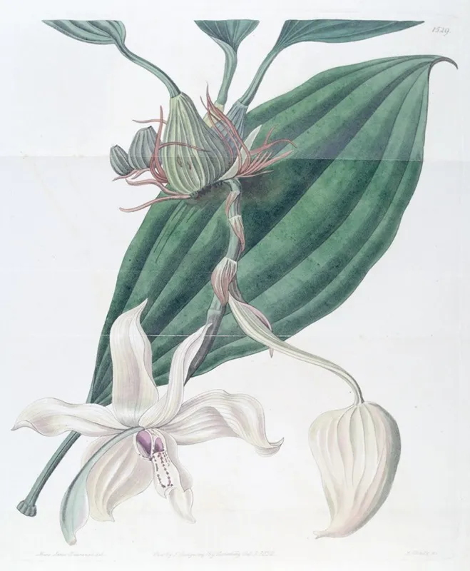Ivory Lipped Stanhopea