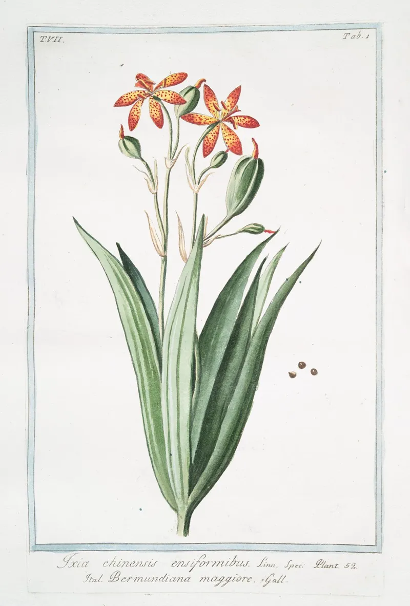 Ixia Chinensis Ensiformibu Bermundiana Maggiore Iris Chinensis Leopard Lily