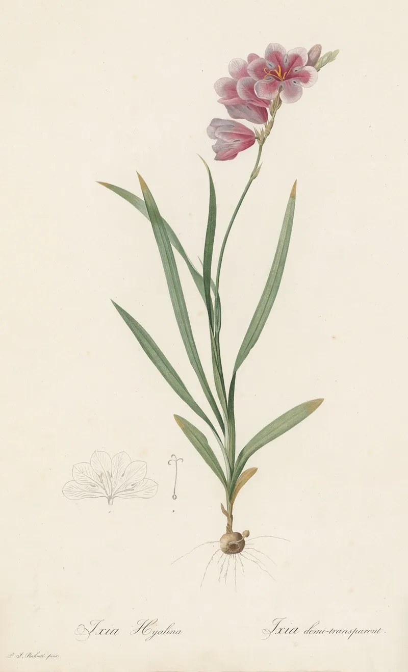 Ixia Hyalina