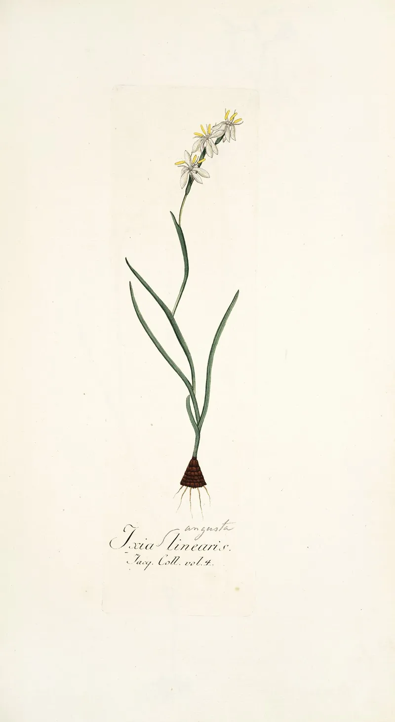 Ixia Linearis