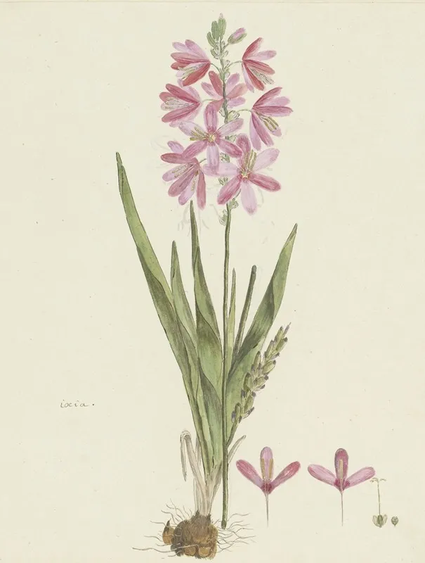 Ixia Patens Aiton 2