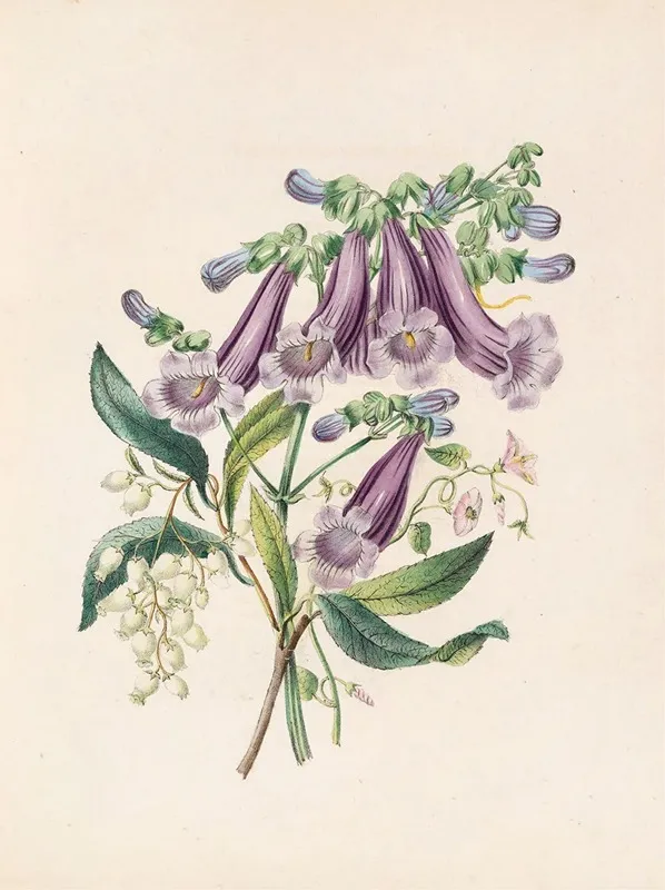 Jacaranda Tormantosa And Arbutus