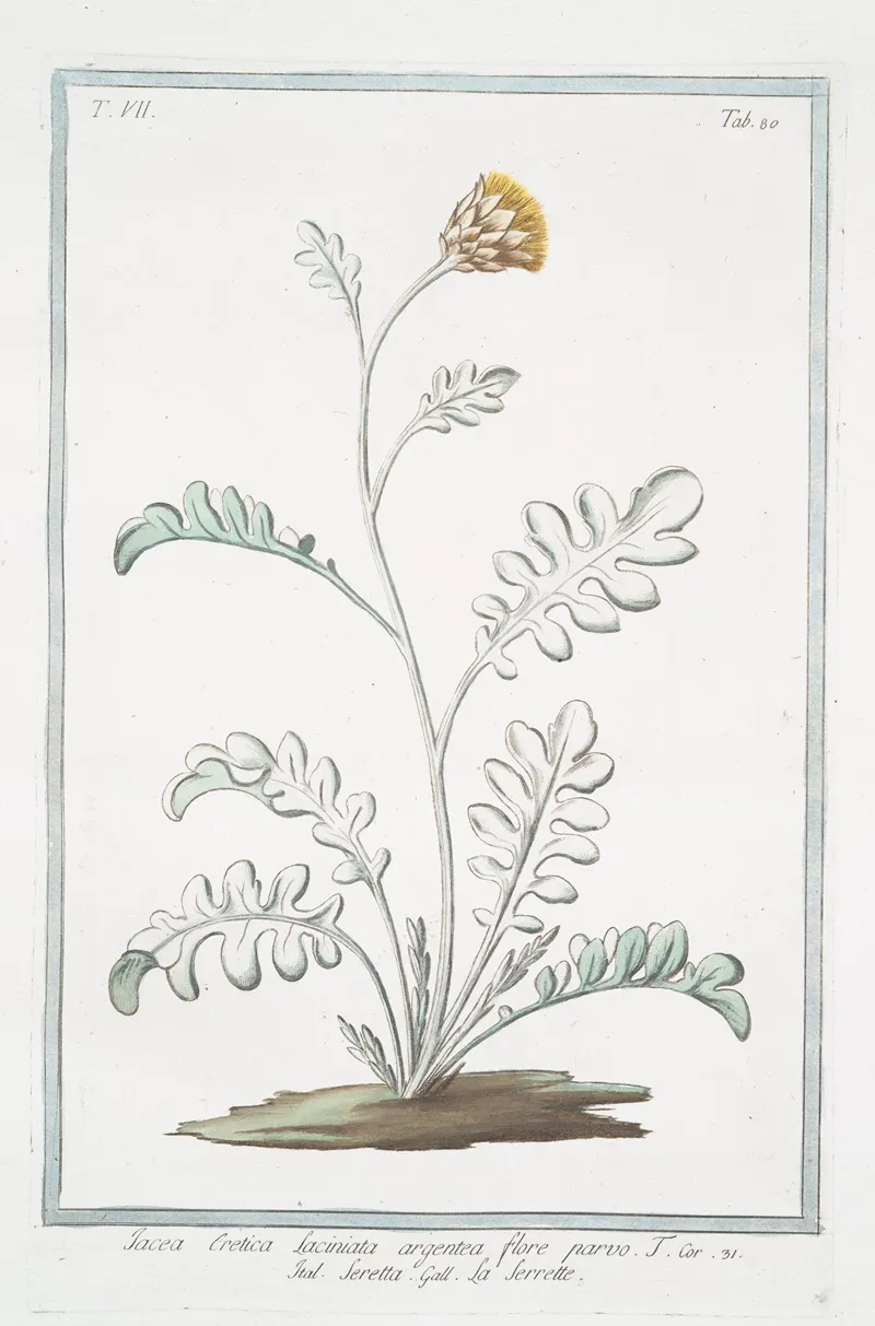 Jacea Cretica Laciniata Artgentea Flore Parvo Seretta La Serrette Knapweed Or Saw Wort From Crete