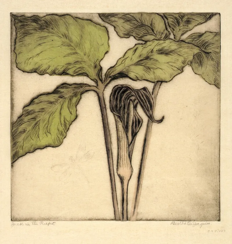 Jack In The Pulpit