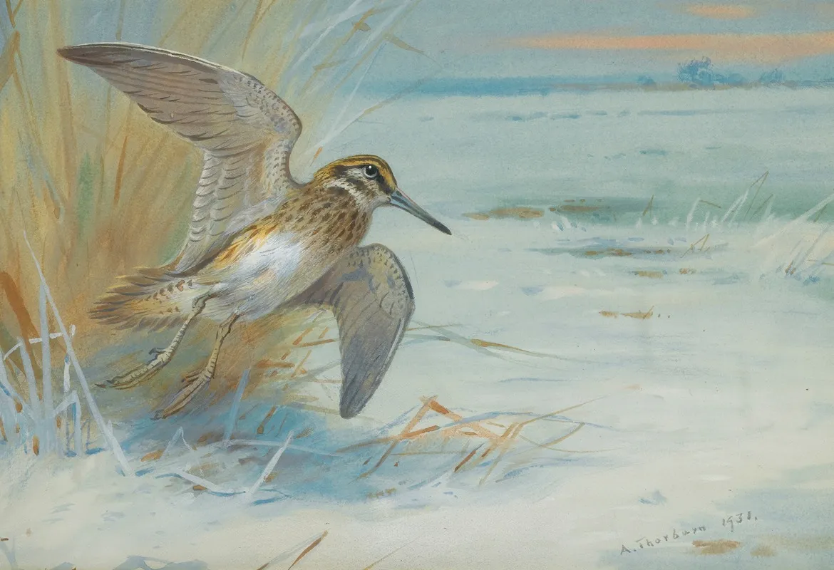 Jack Snipe Rising by Archibald Thorburn - Canvas Print