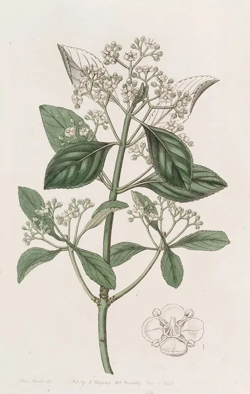 Japan Euonymus