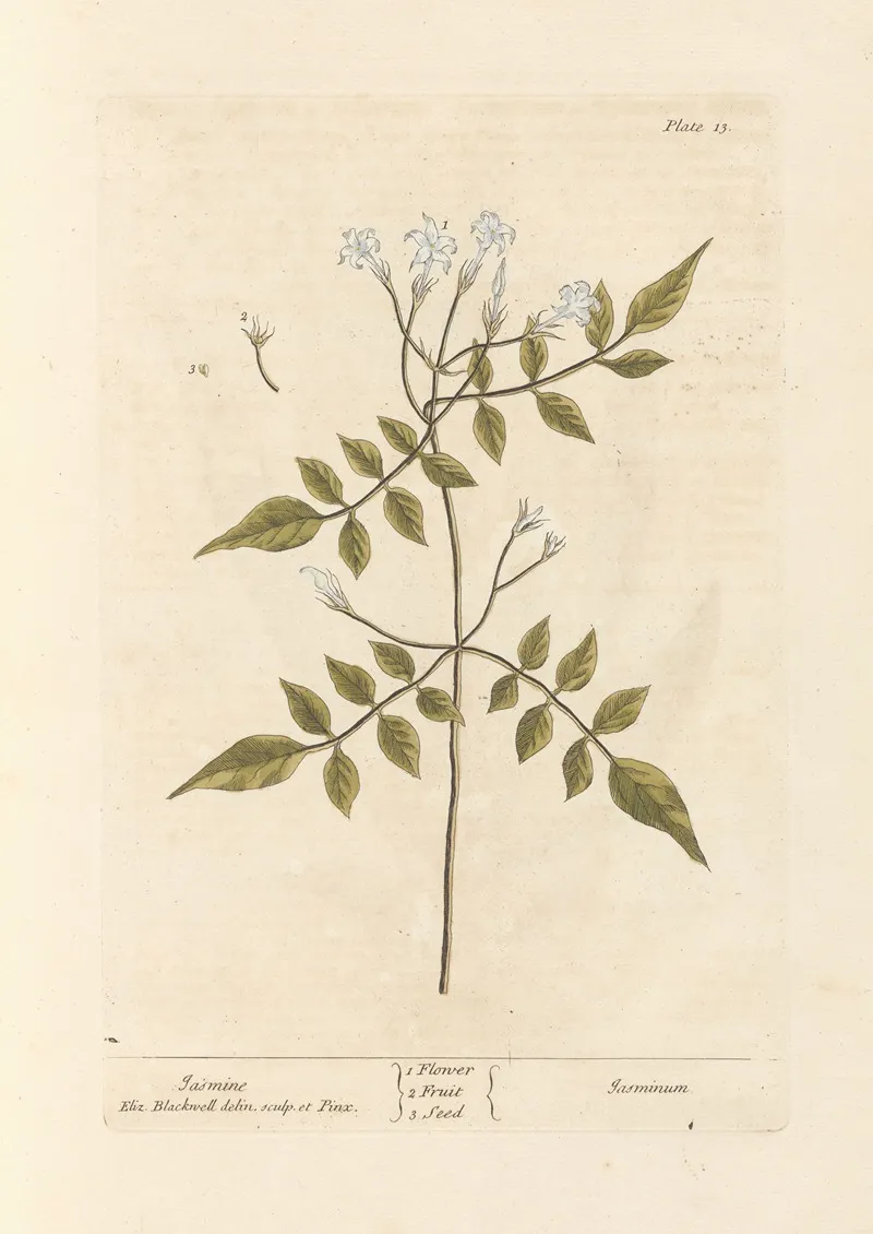 Jasmine 12