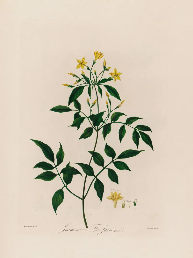 Jasminum The Jasmine by Robert John Thornton - Canvas Print