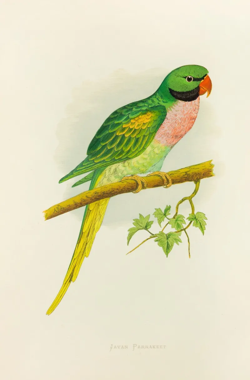 Javan Parrakeet