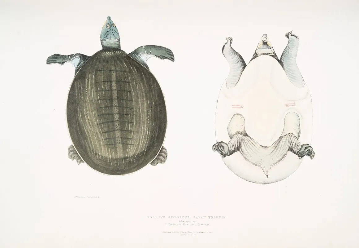Javan Trionyx Trionyx Javanicus