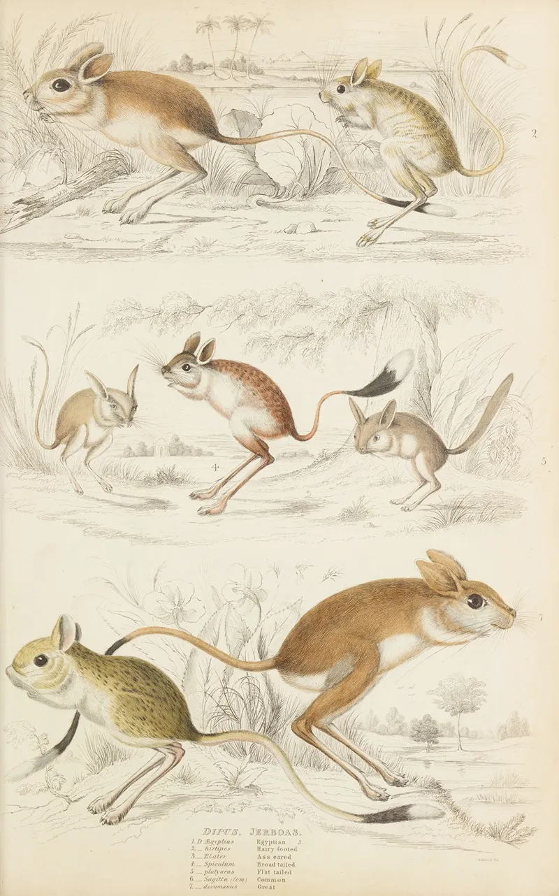 Jerboas by William MacGillivray - Canvas Print