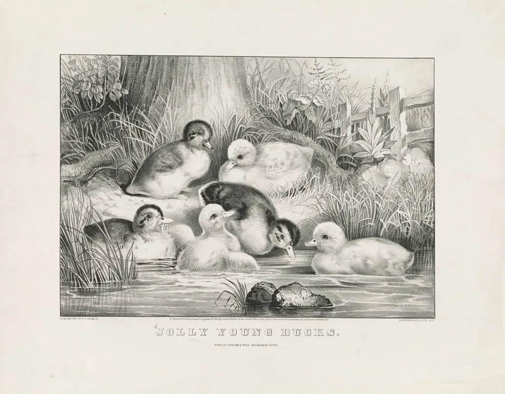 Jolly Young Ducks