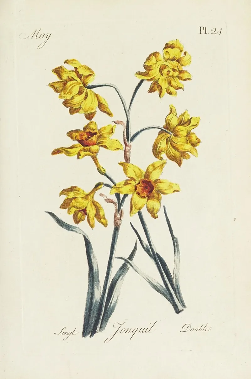 Jonquil by Carington Bowles - Canvas Print