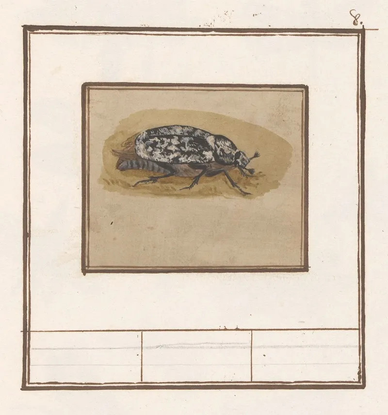 Julikever Polyphylla Fullo