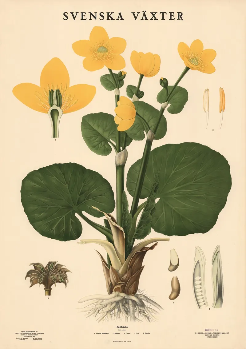 Kabbeleka Caltha Palustris by Max Richter - Canvas Print