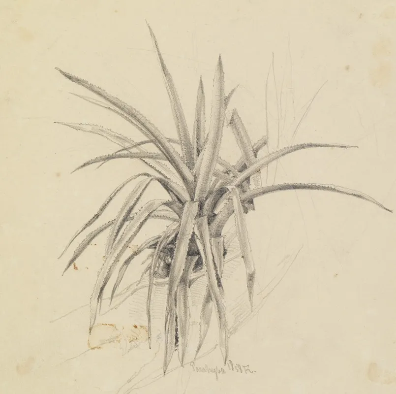 Kaktus Studie by Ferdinand Keller - Canvas Print