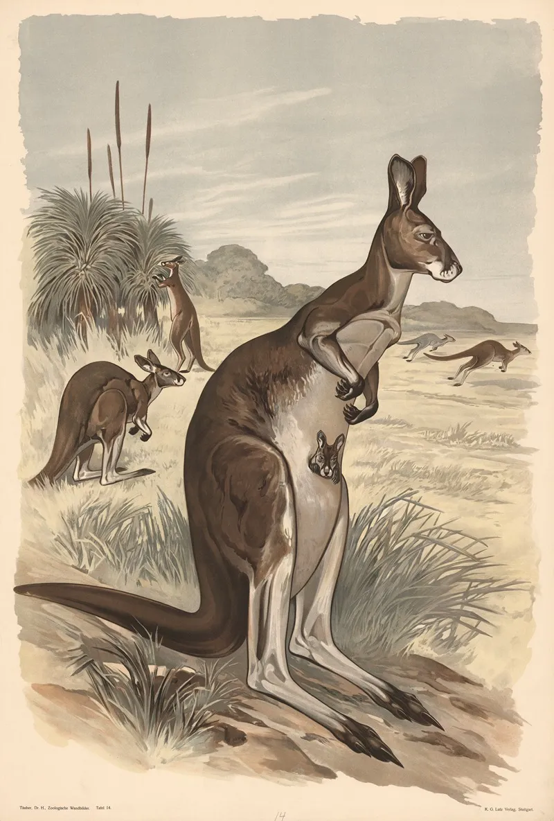 Kangaroo 2