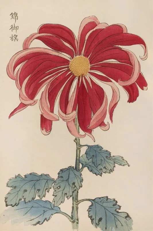 Keika Hyakugiku Pl 01