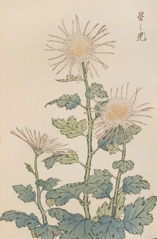 Keika Hyakugiku Pl 04