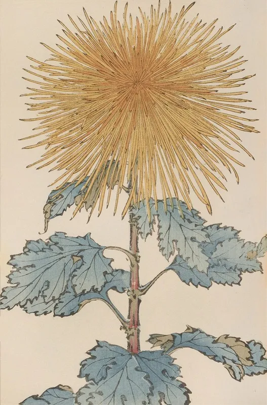 Keika Hyakugiku Pl 10