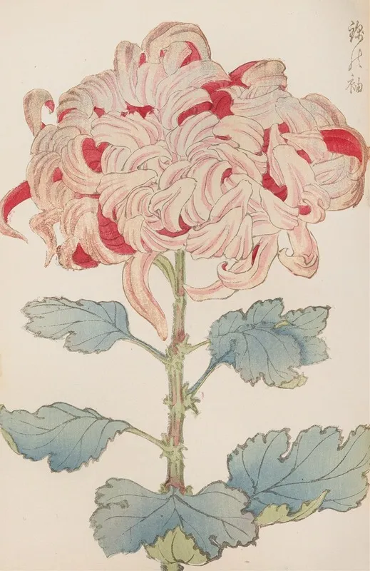 Keika Hyakugiku Pl 13