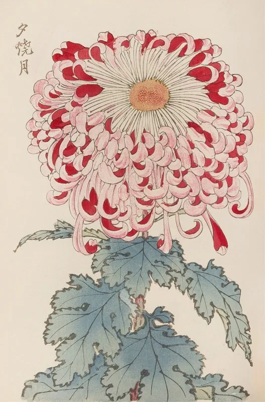 Keika Hyakugiku Pl 16