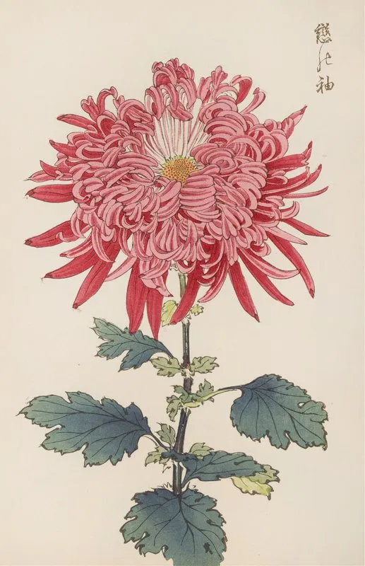 Keika Hyakugiku Pl 24